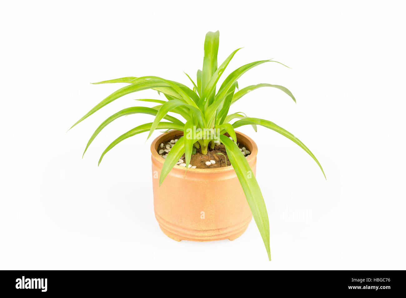 green plant bracketplant Stock Photo