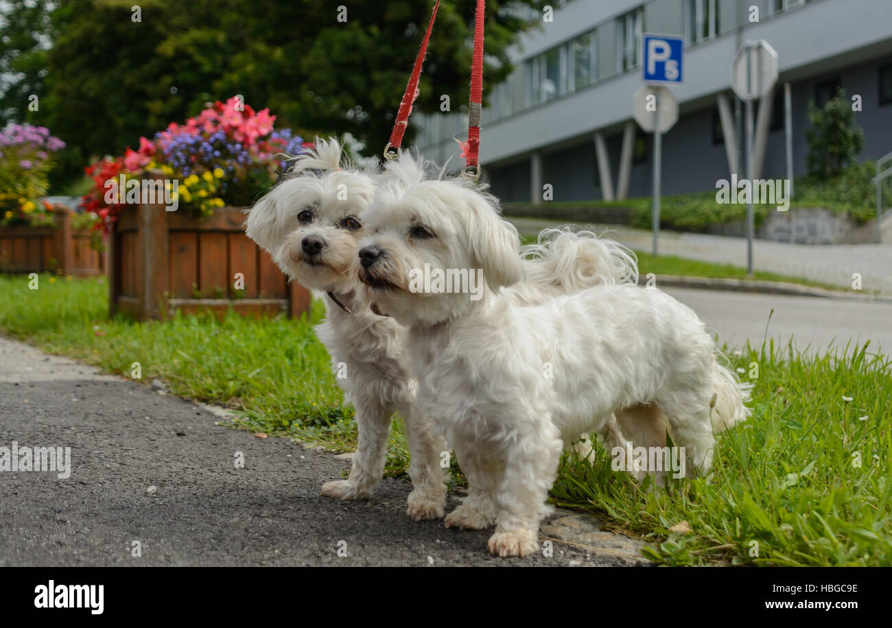 Two Maltese dogs are running on the Leash Stock Photo