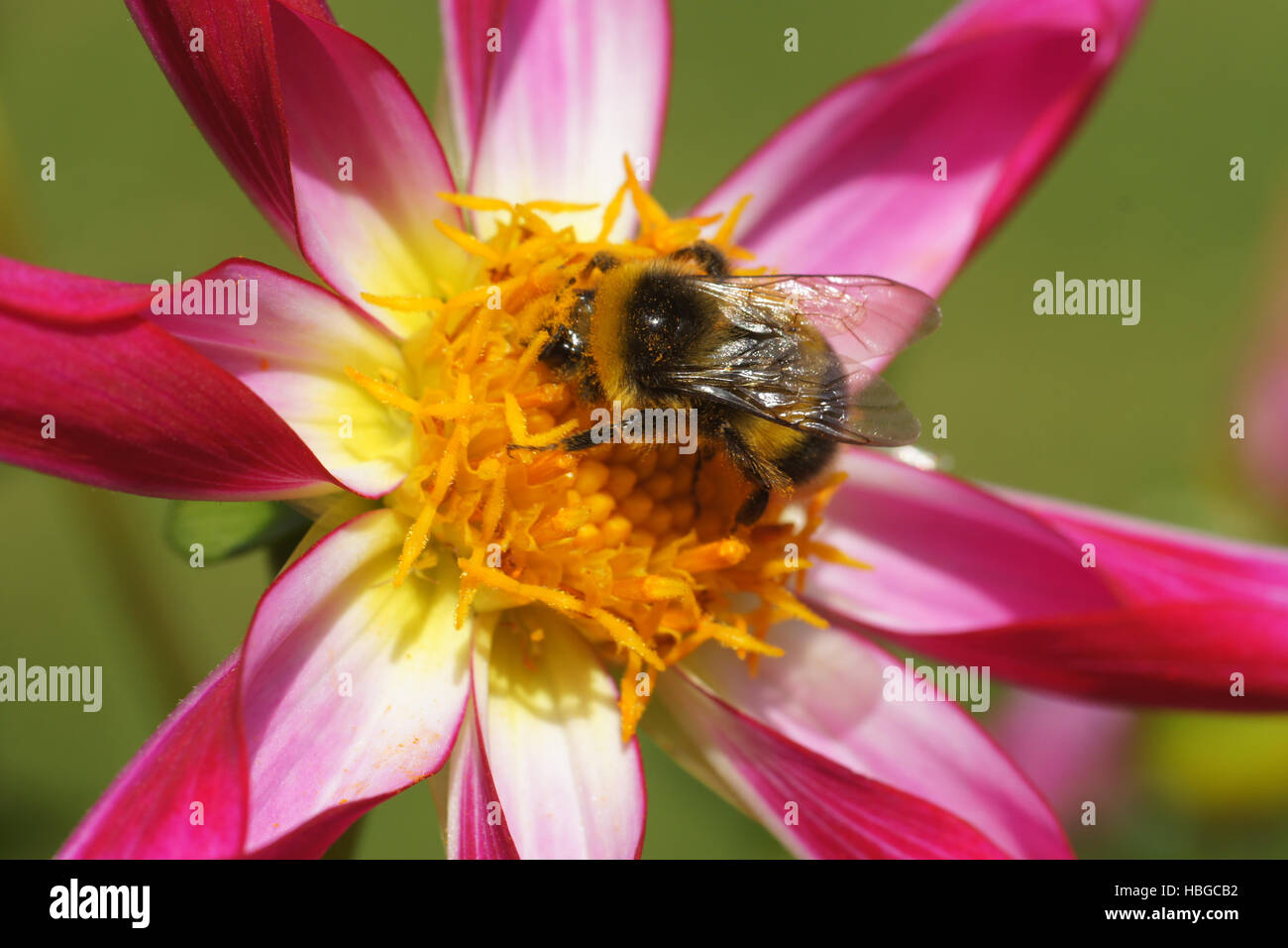 Dahlia, with bumblebee Stock Photo