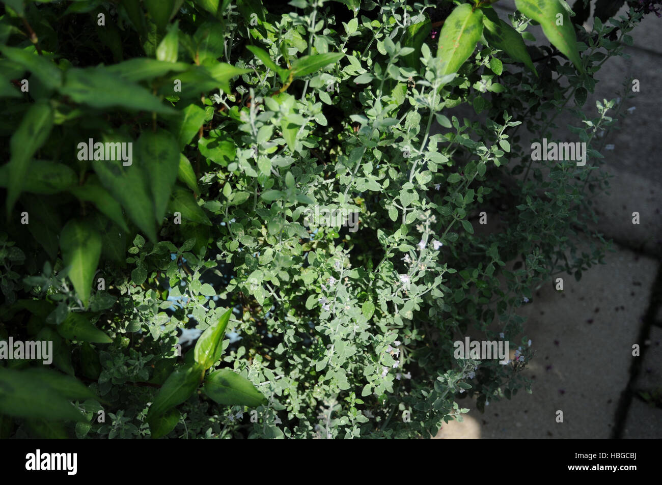 Micromeria fruticosa, White-leaf savory Stock Photo