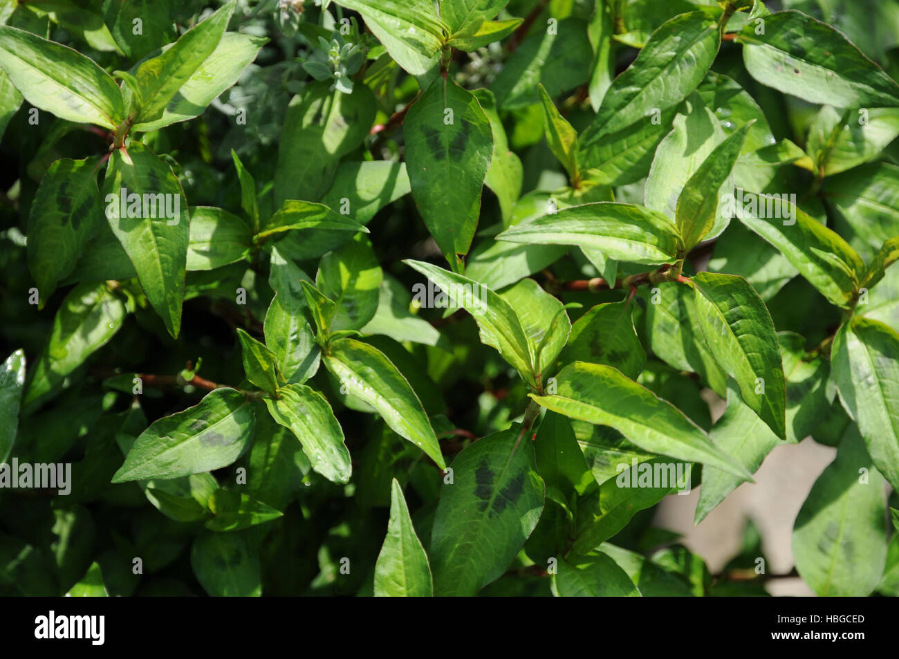 Polygonum odoratum, Fragrant knotweet Stock Photo