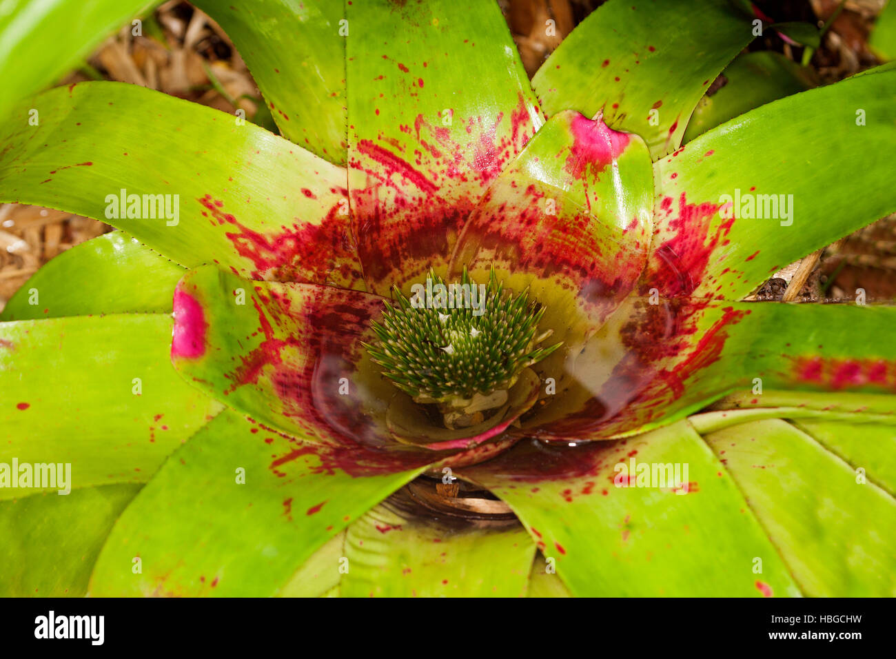 Close-up of huge Neoregelia bromeliad, vivid green leaves speckled with bright red, & water in red centre with submerged flowers Stock Photo