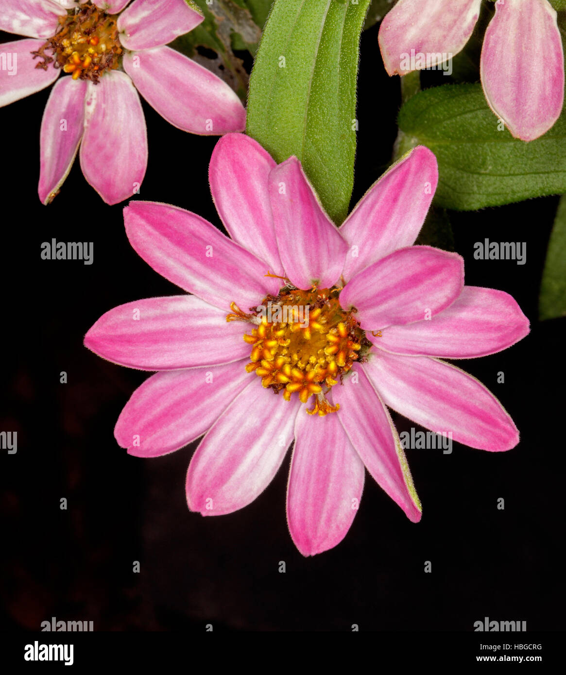 Beautiful pink flower of Zinnia linearis, perennial zinnia, with white streaks on petals, yellow centre, & emerald green leaves on black background Stock Photo