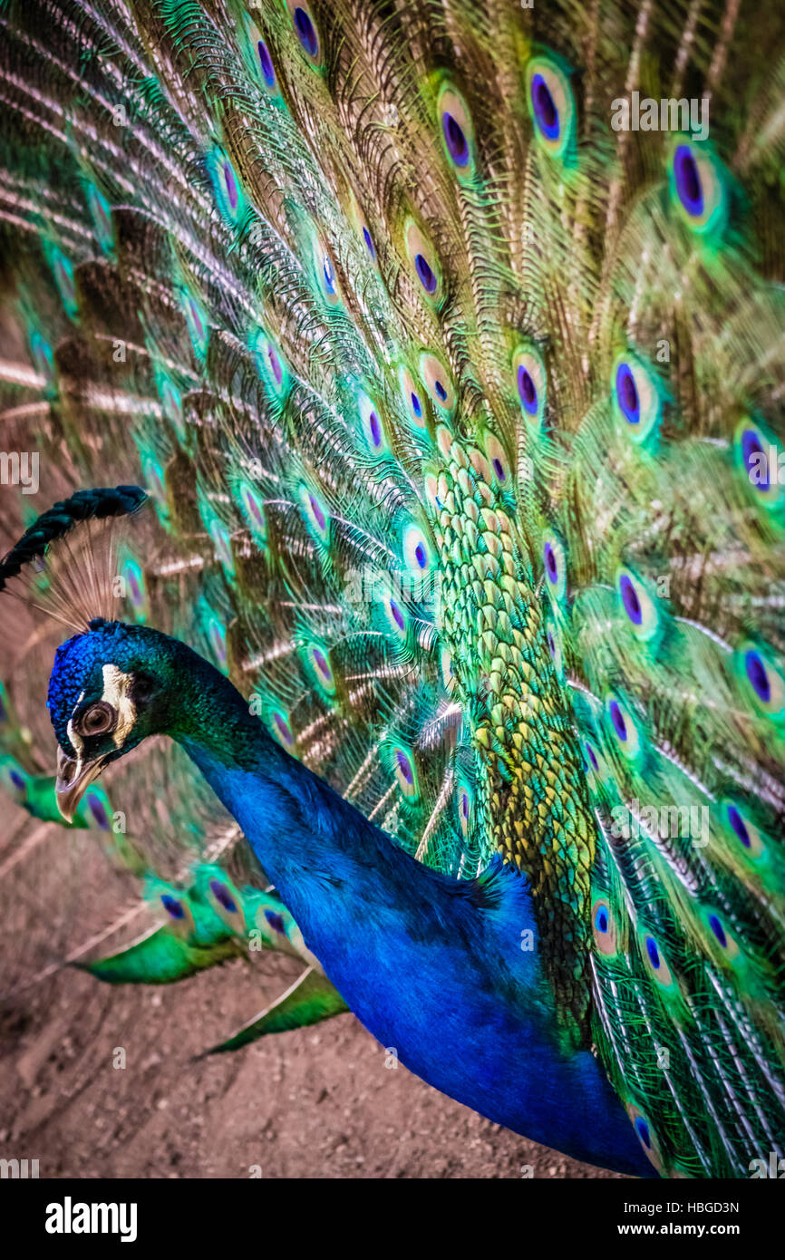 Beautiful Peacock bird Stock Photo Alamy