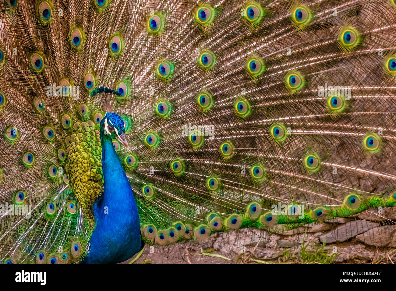 Beautiful Peacock bird Stock Photo Alamy