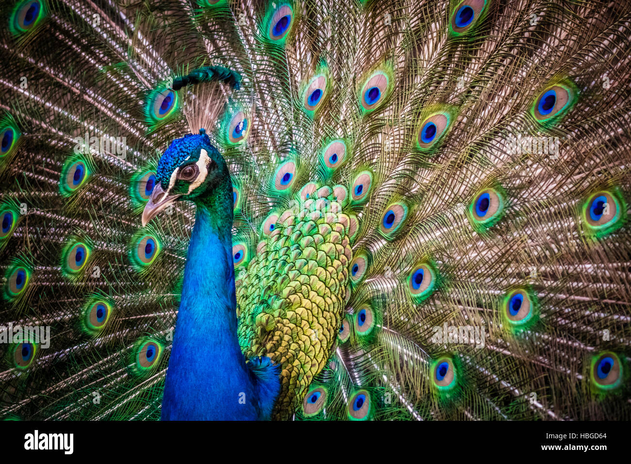 Beautiful Peacock bird Stock Photo Alamy