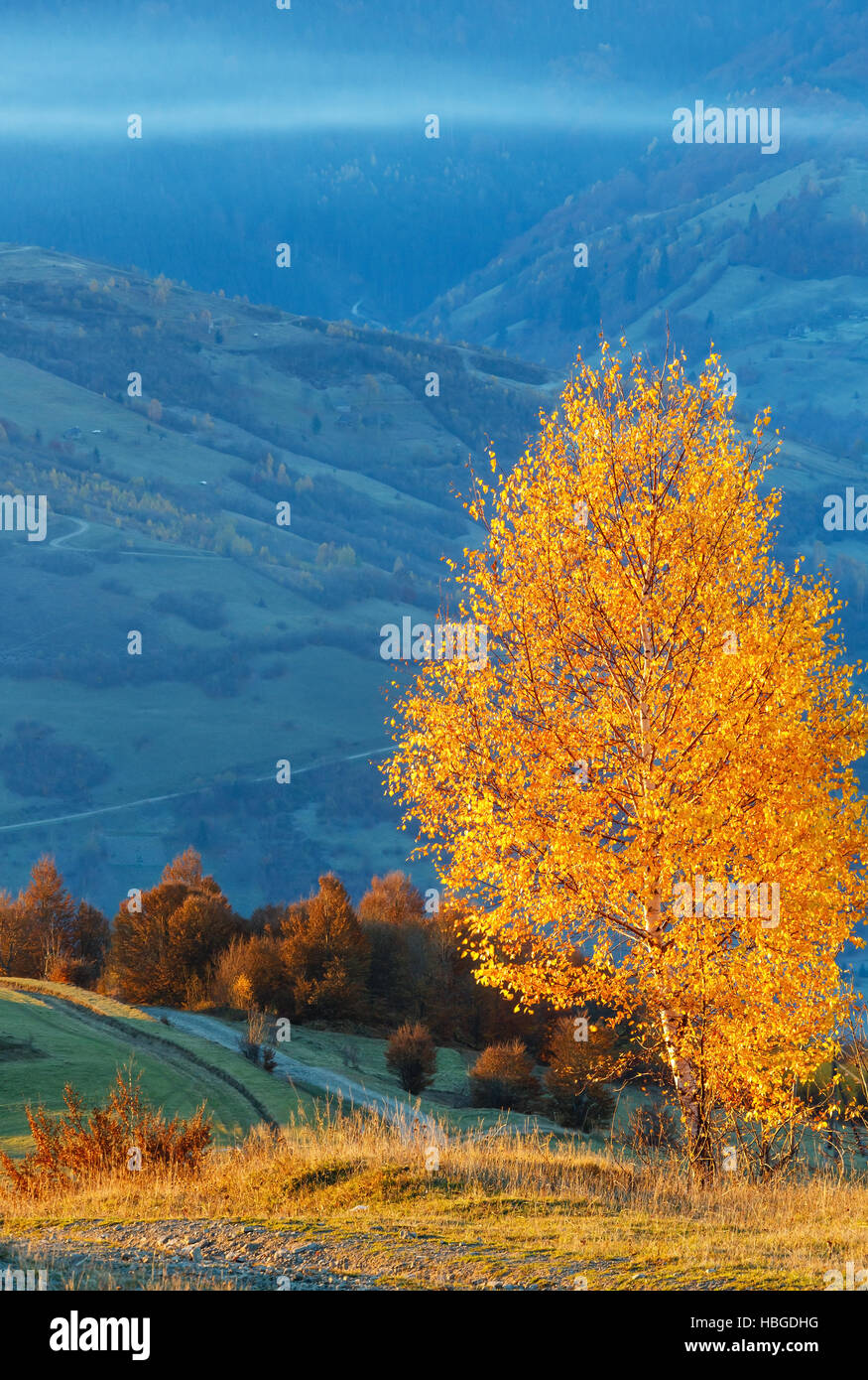 Golden birch trees in misty autumn mountain Stock Photo - Alamy
