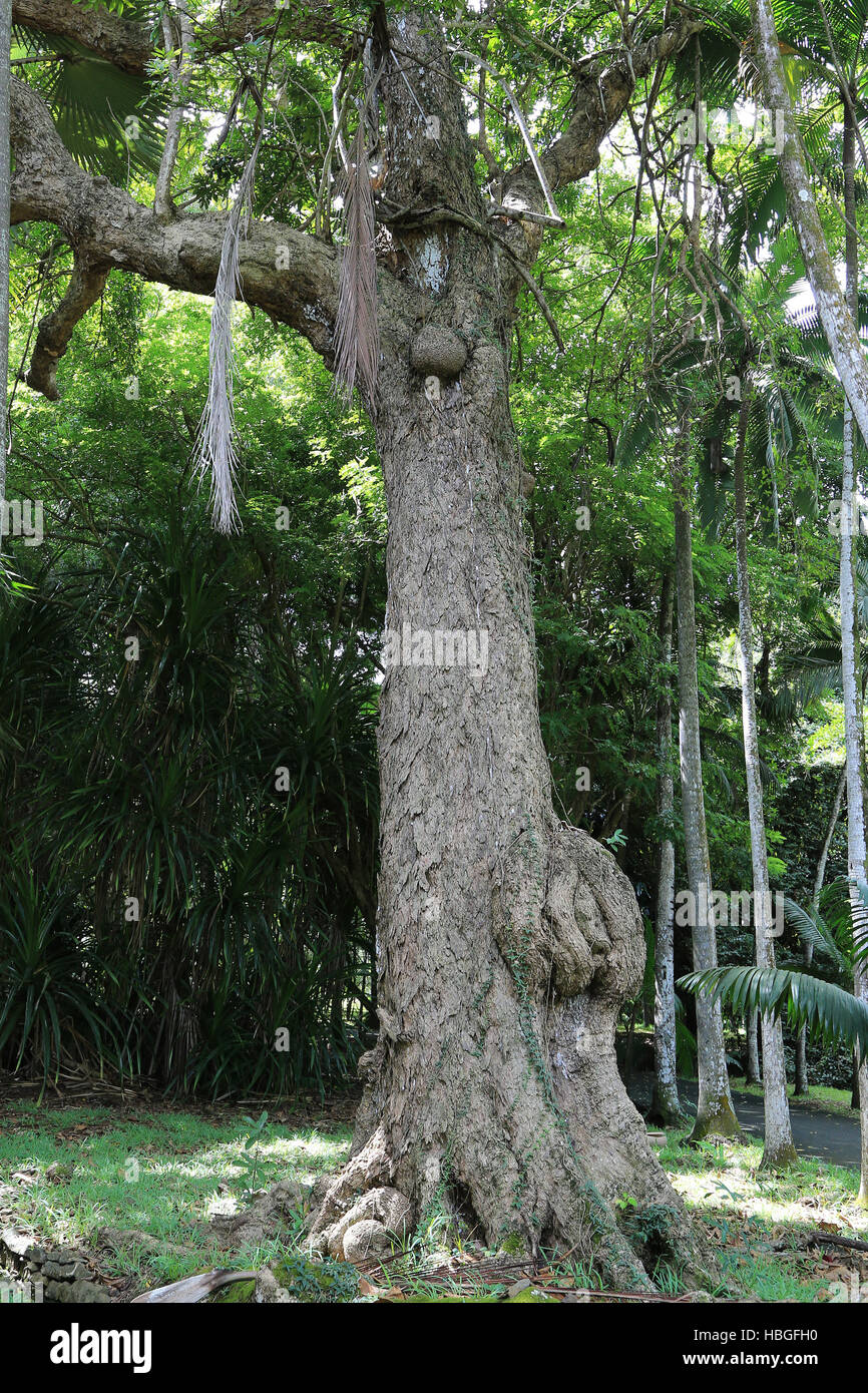 Mauritius, trunk in tropical forest Stock Photo
