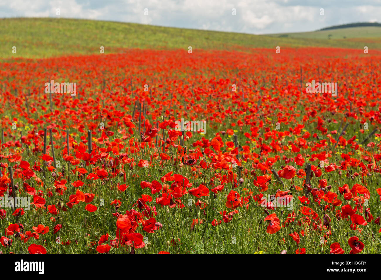 Blooming field of red poppies Stock Photo - Alamy