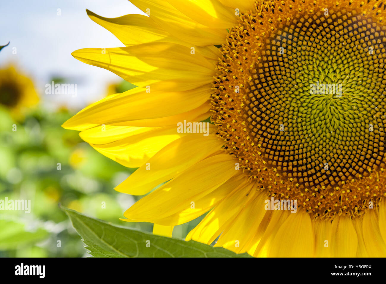 Yellow sunflowers on field Stock Photo - Alamy
