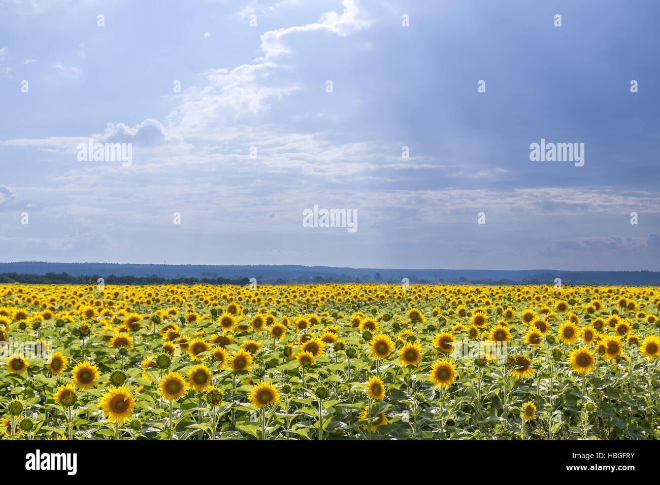 Yellow sunflowers on field Stock Photo Alamy