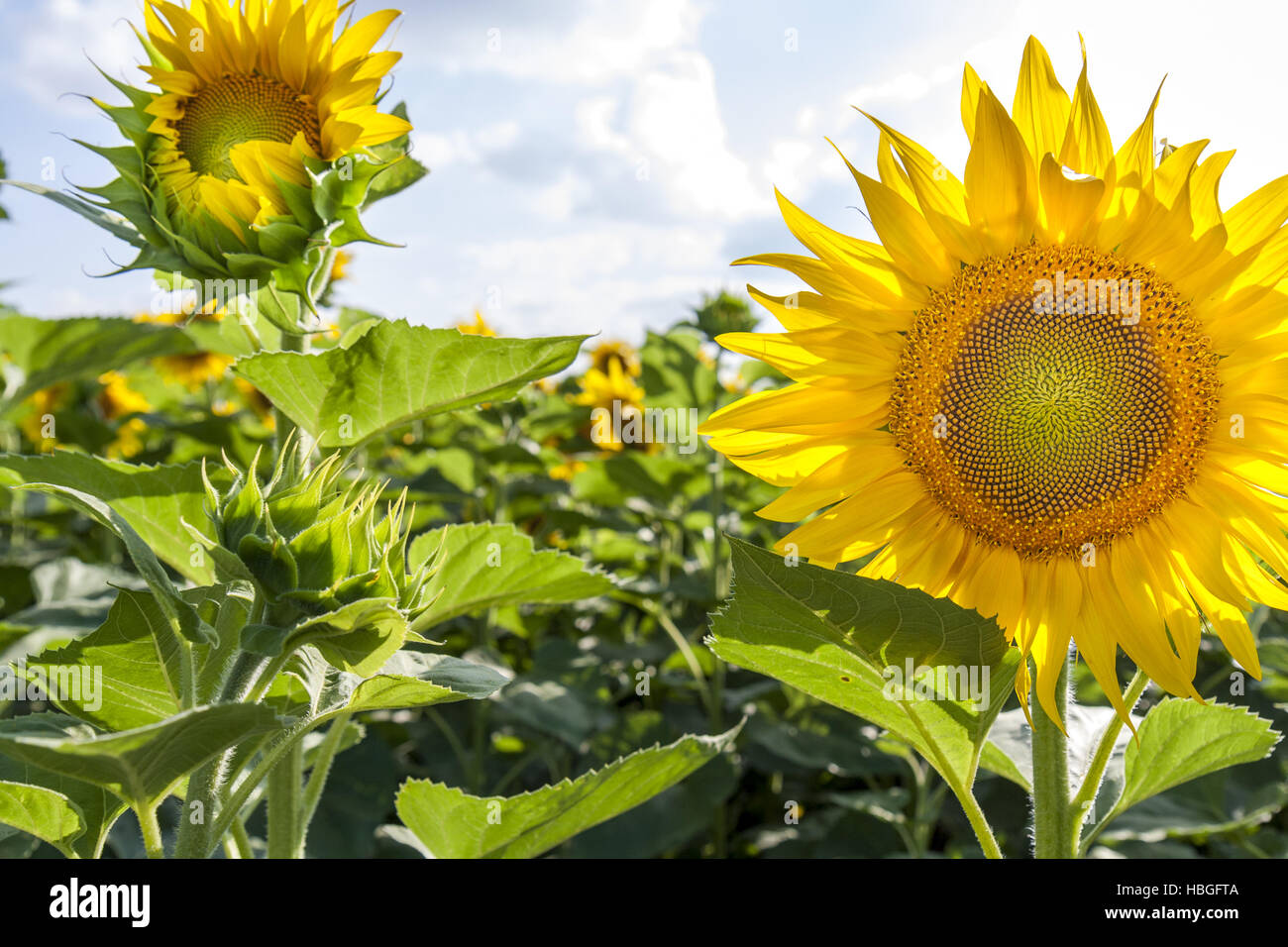 Yellow sunflowers on field Stock Photo - Alamy