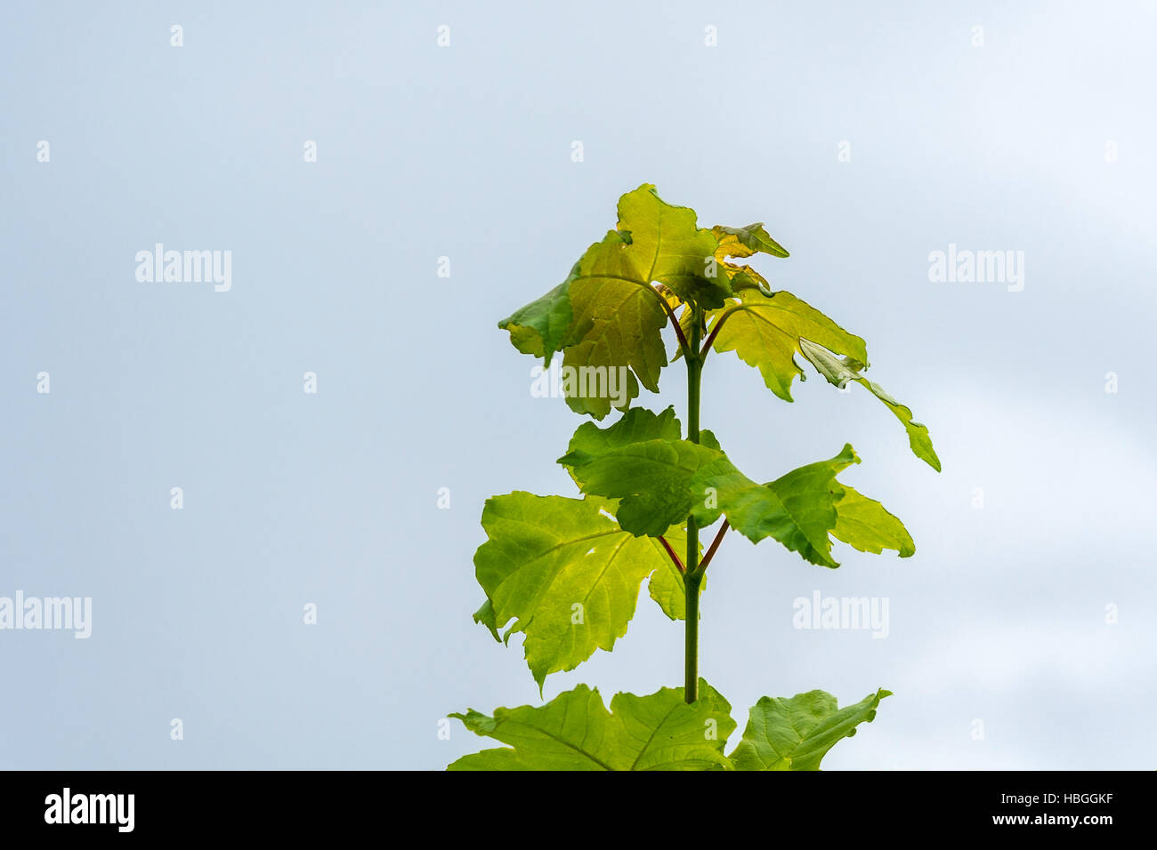 leaf sprig Stock Photo