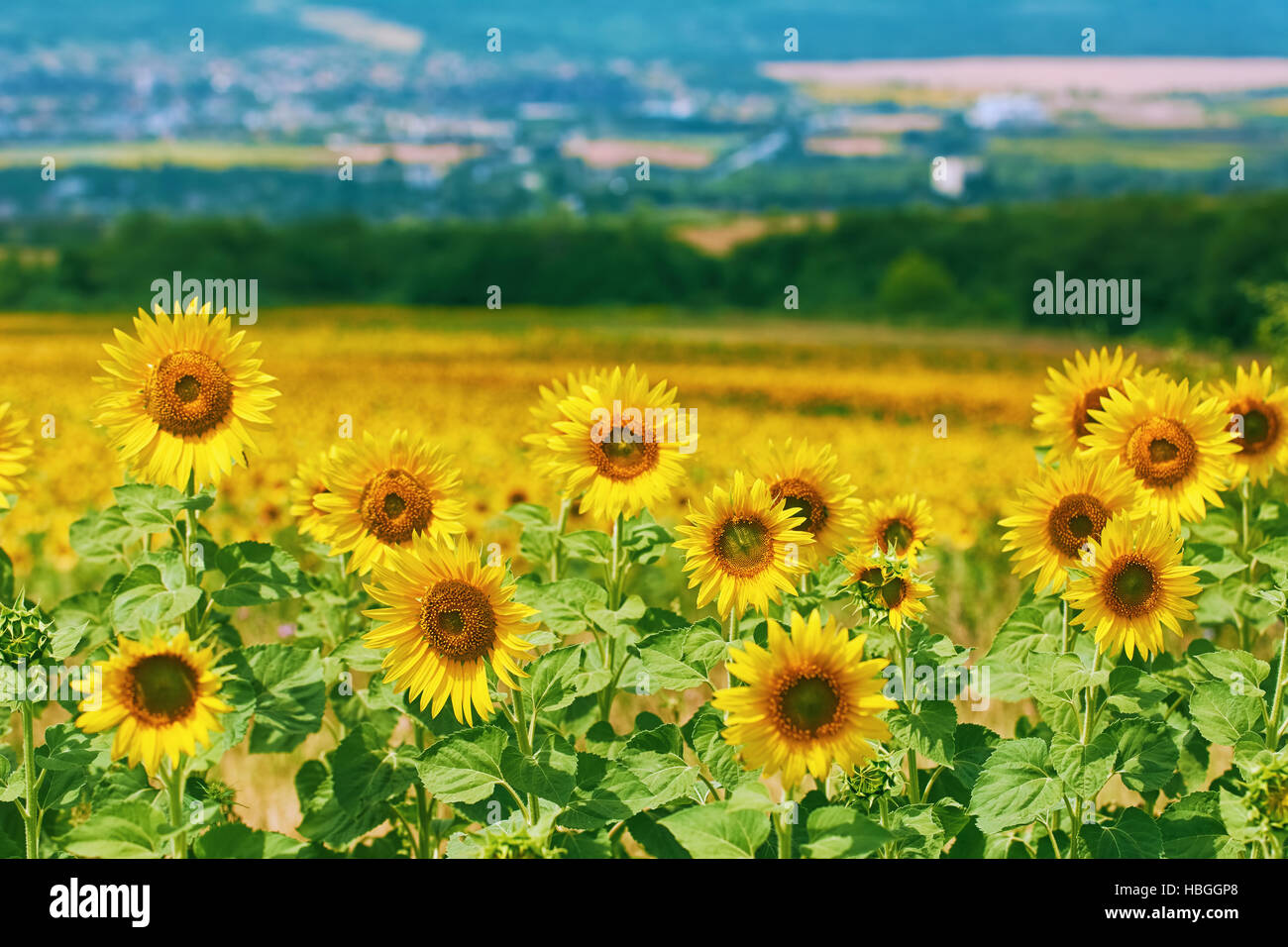 Ripe Yellow Sunflowers Stock Photo