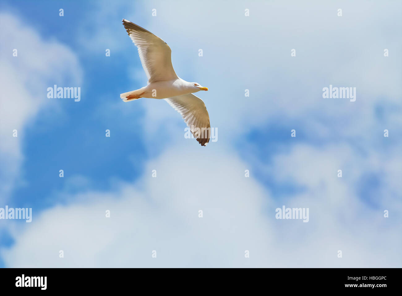 Seagull in the Sky Stock Photo