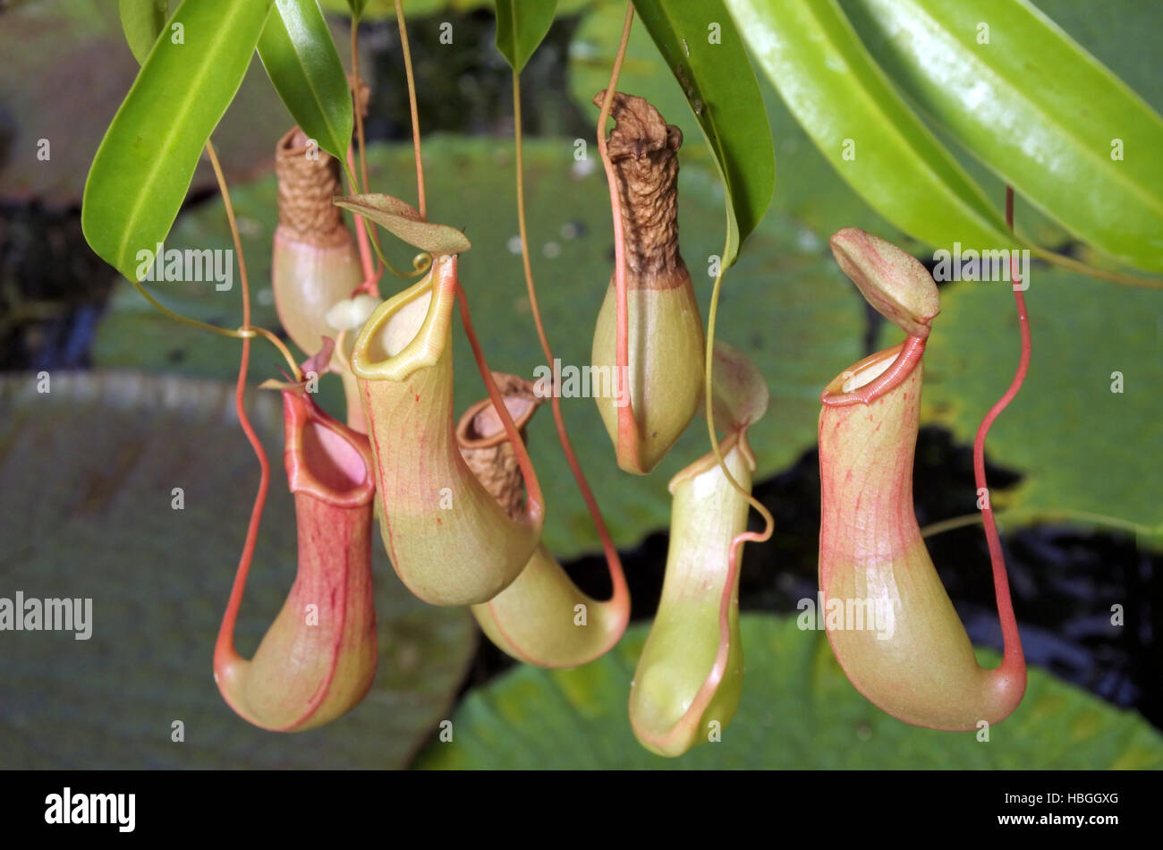 Pitcher Plant High Resolution Stock Photography and Images - Alamy