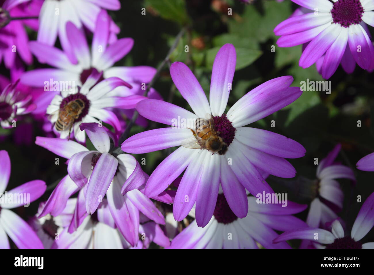 Flower Gardens in Victoria, BC Stock Photo - Alamy