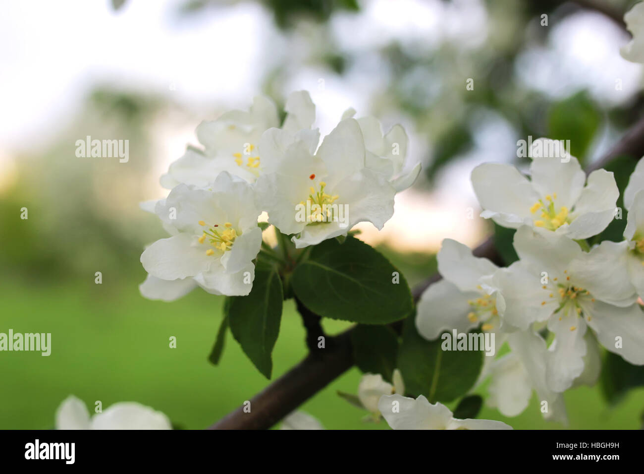 flower apple tree macro Stock Photo Alamy