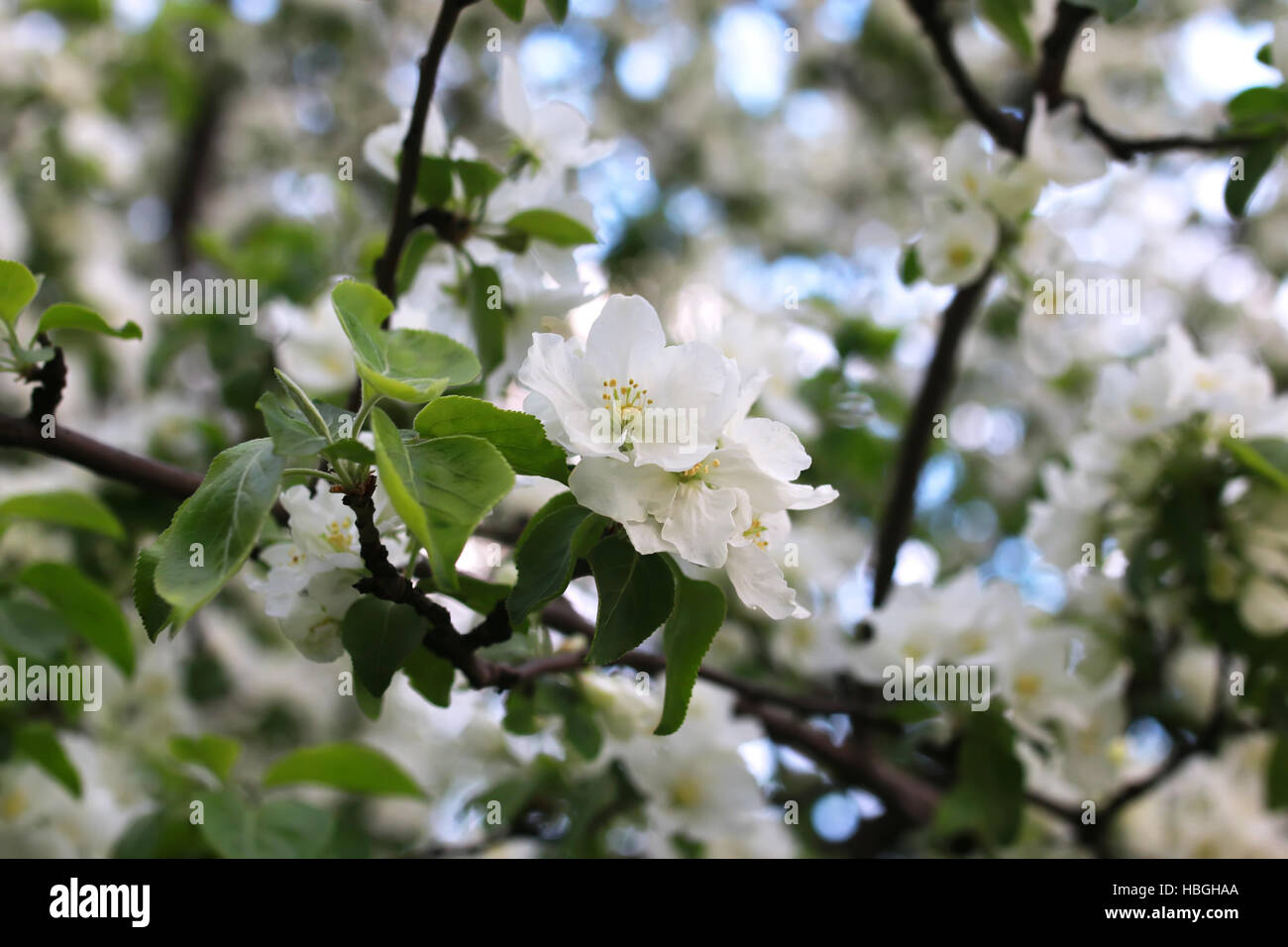 flower apple tree macro Stock Photo Alamy