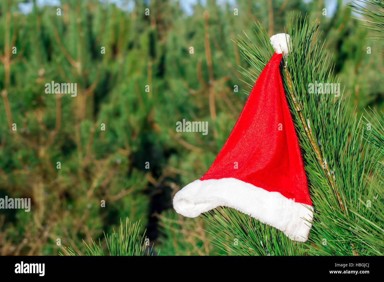 Red Santa Claus hat on fir branch in winter park outdoors Stock Photo