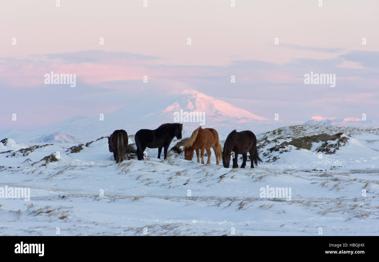 Hekla and horses in winter time Stock Photo