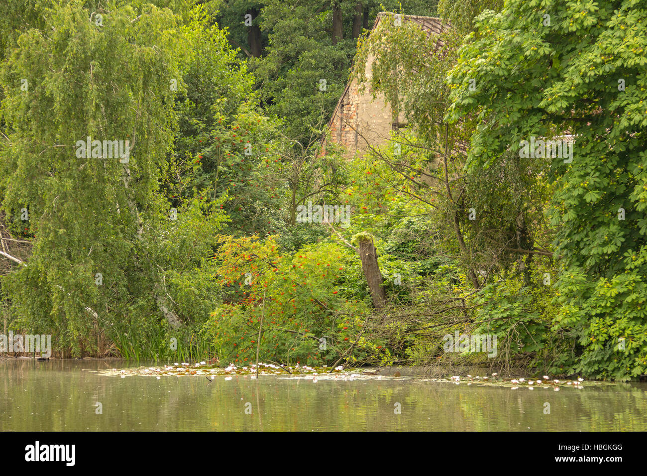 Mühle teich wald hires stock photography and images Alamy