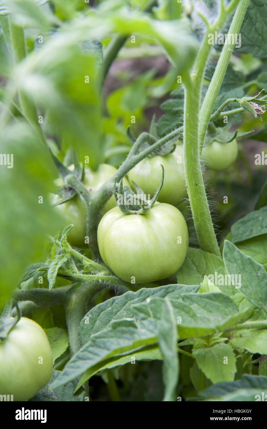 Young unripe fruit tomatoes on the bush Stock Photo