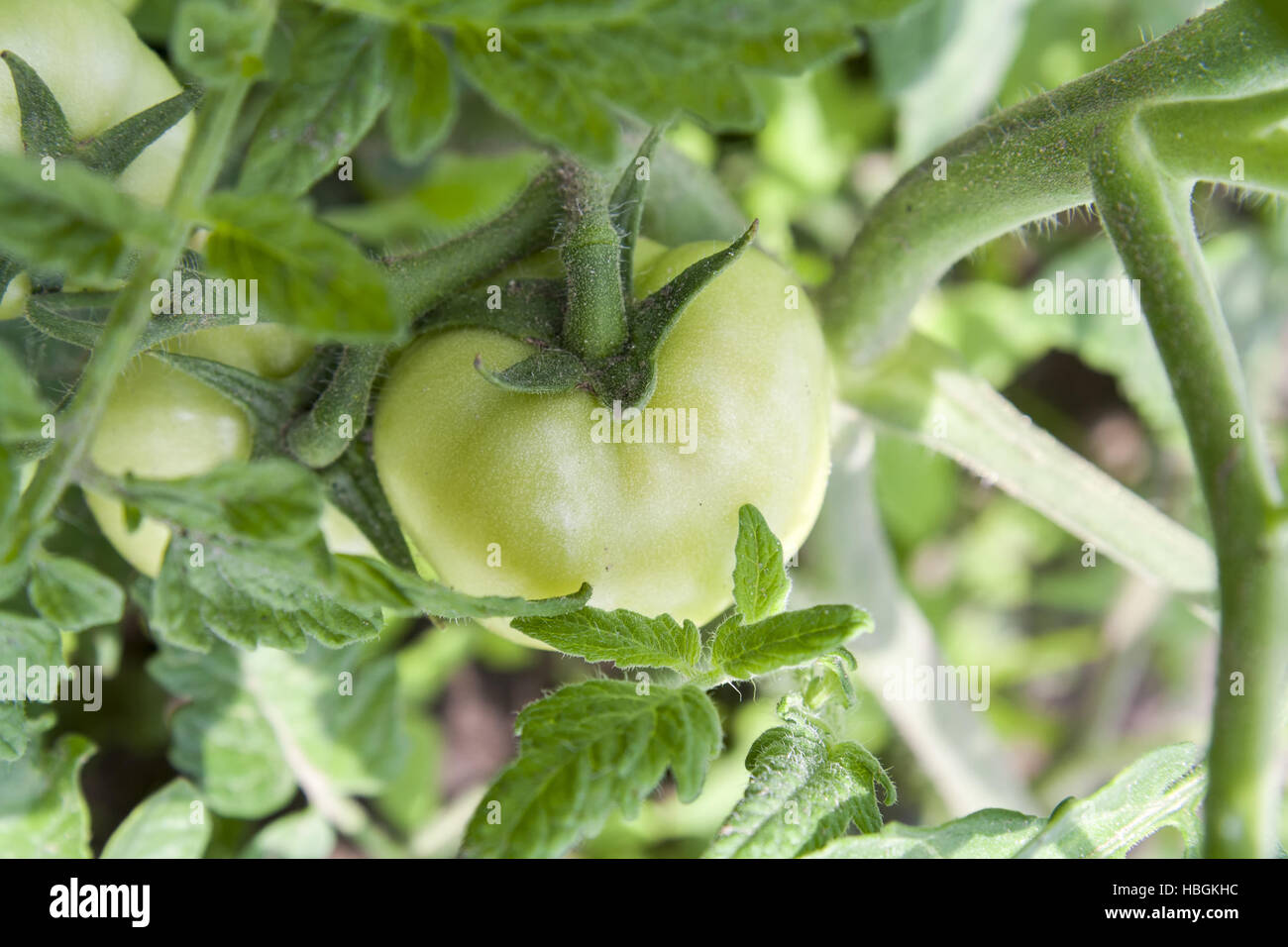 Young unripe fruit tomatoes on the bush Stock Photo
