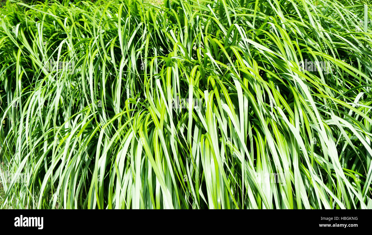 tall grass Stock Photo
