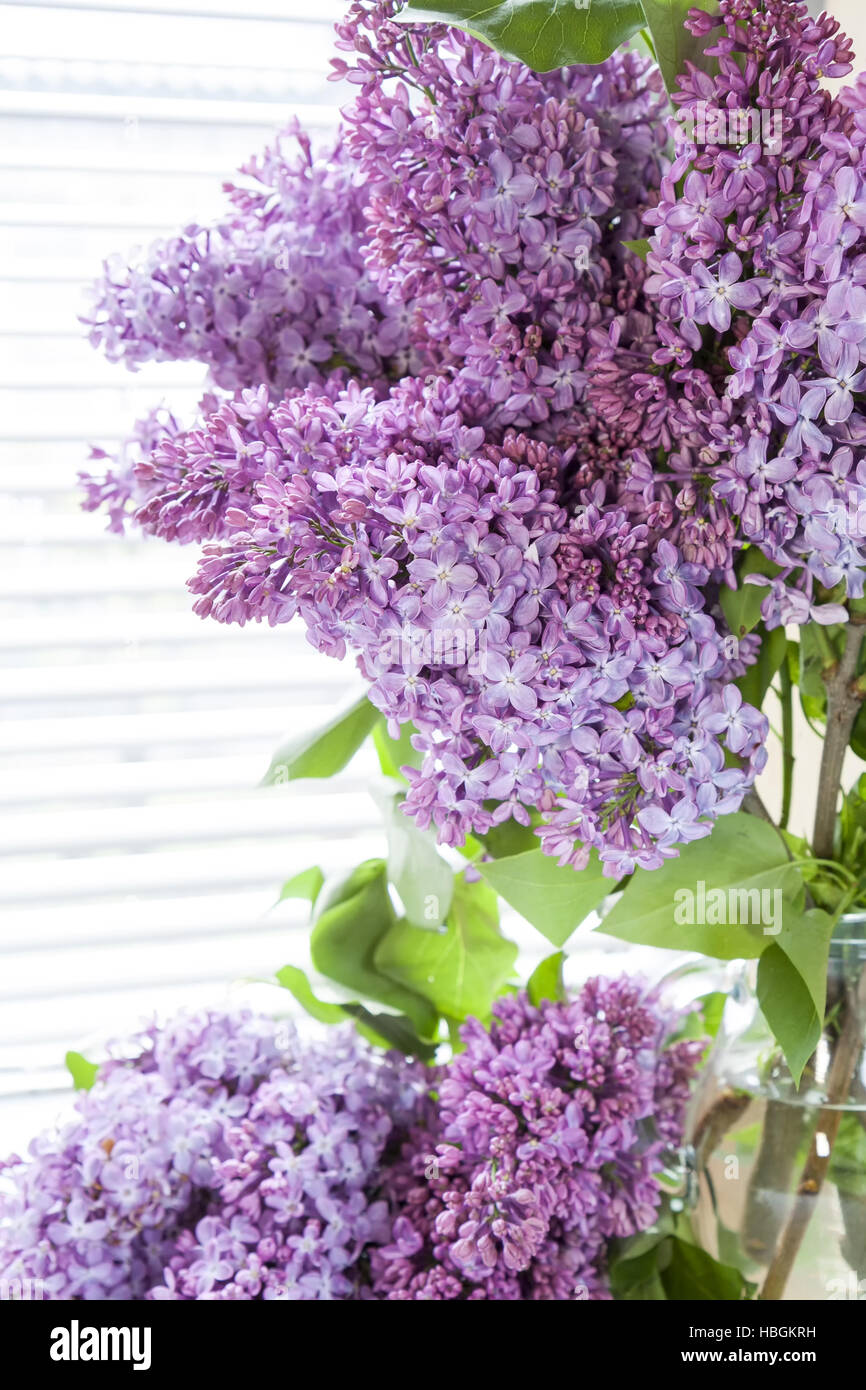 Branches of flowering purple lilac syringa Stock Photo - Alamy