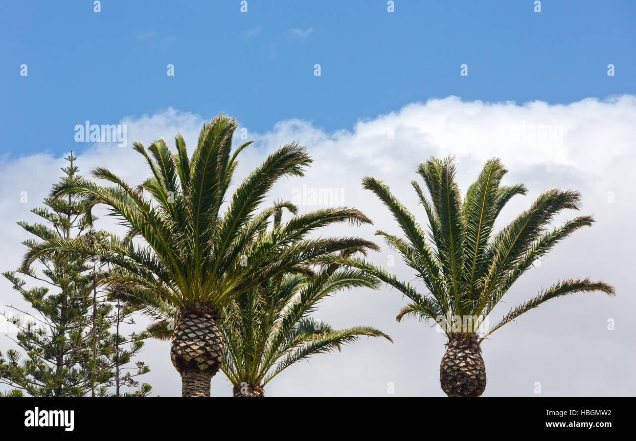 Palm trees on blue sky background Stock Photo - Alamy