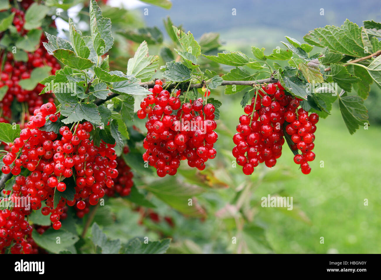 red currant Stock Photo Alamy