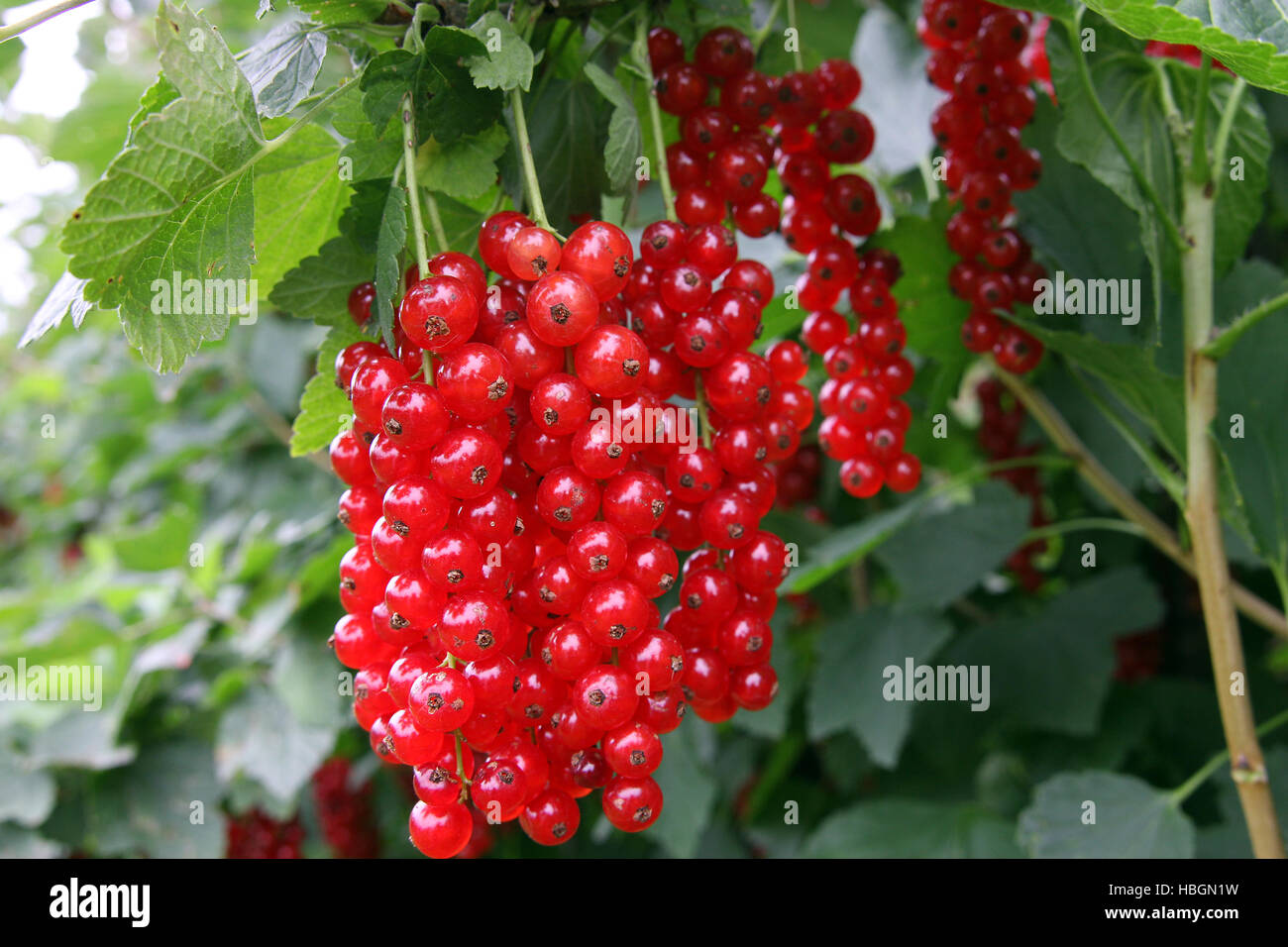 red currant Stock Photo Alamy