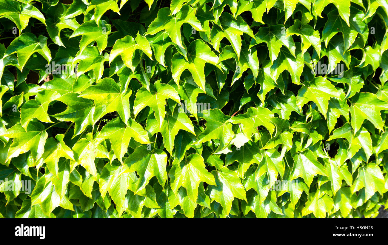 wall with ivy leaves Stock Photo