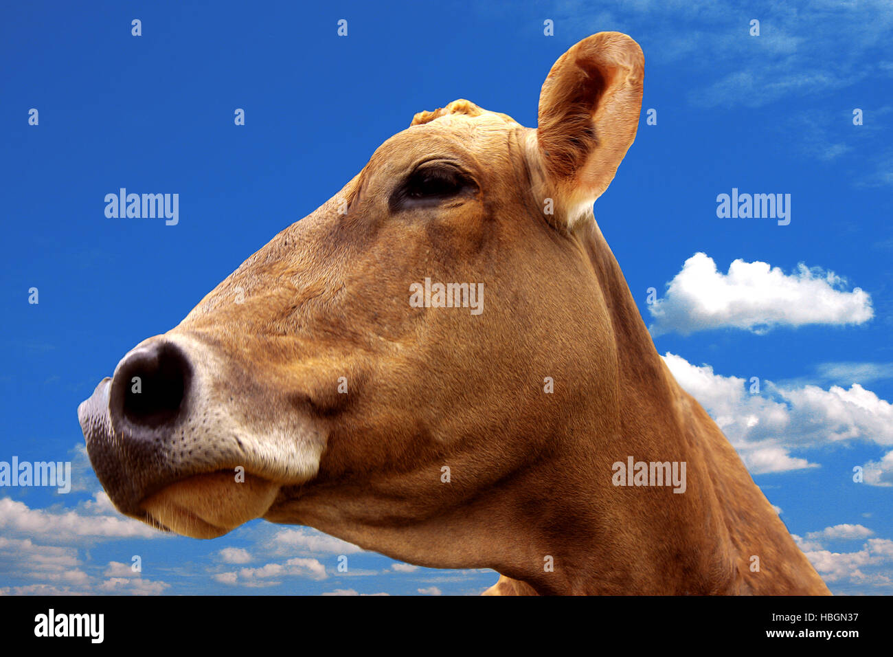 cow head Stock Photo