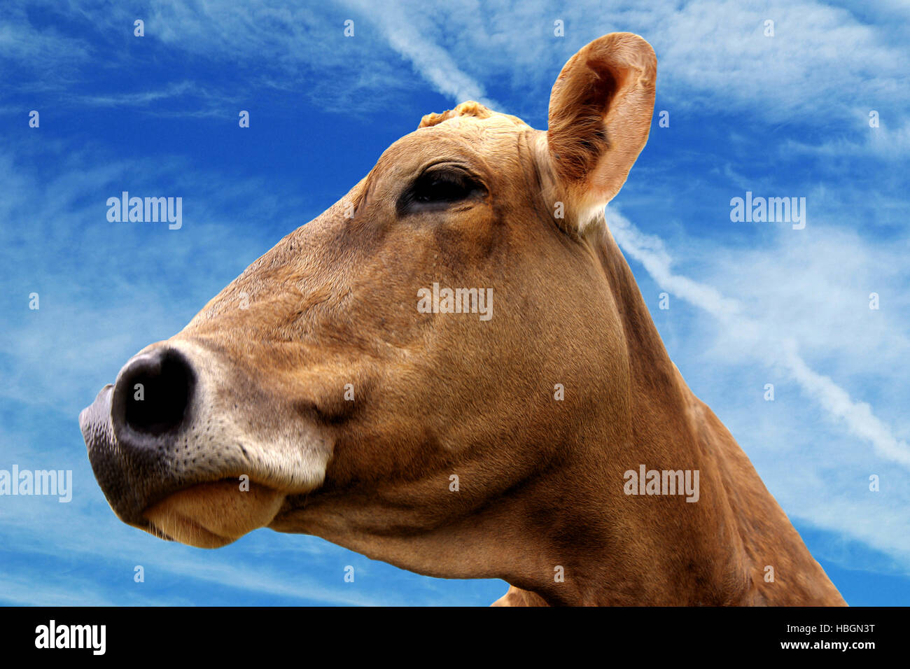 cow head Stock Photo