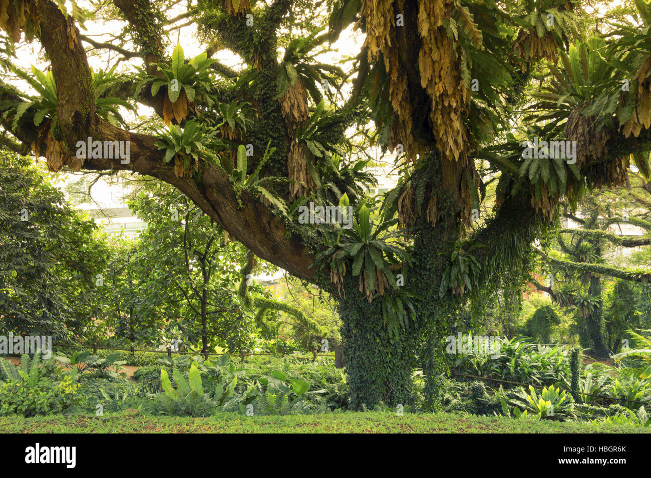 tropical tree Stock Photo