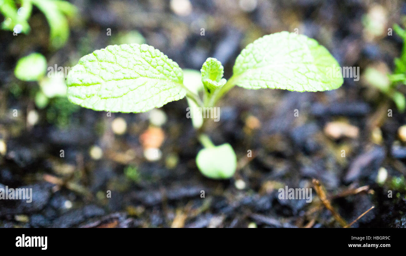 small sage plant Stock Photo