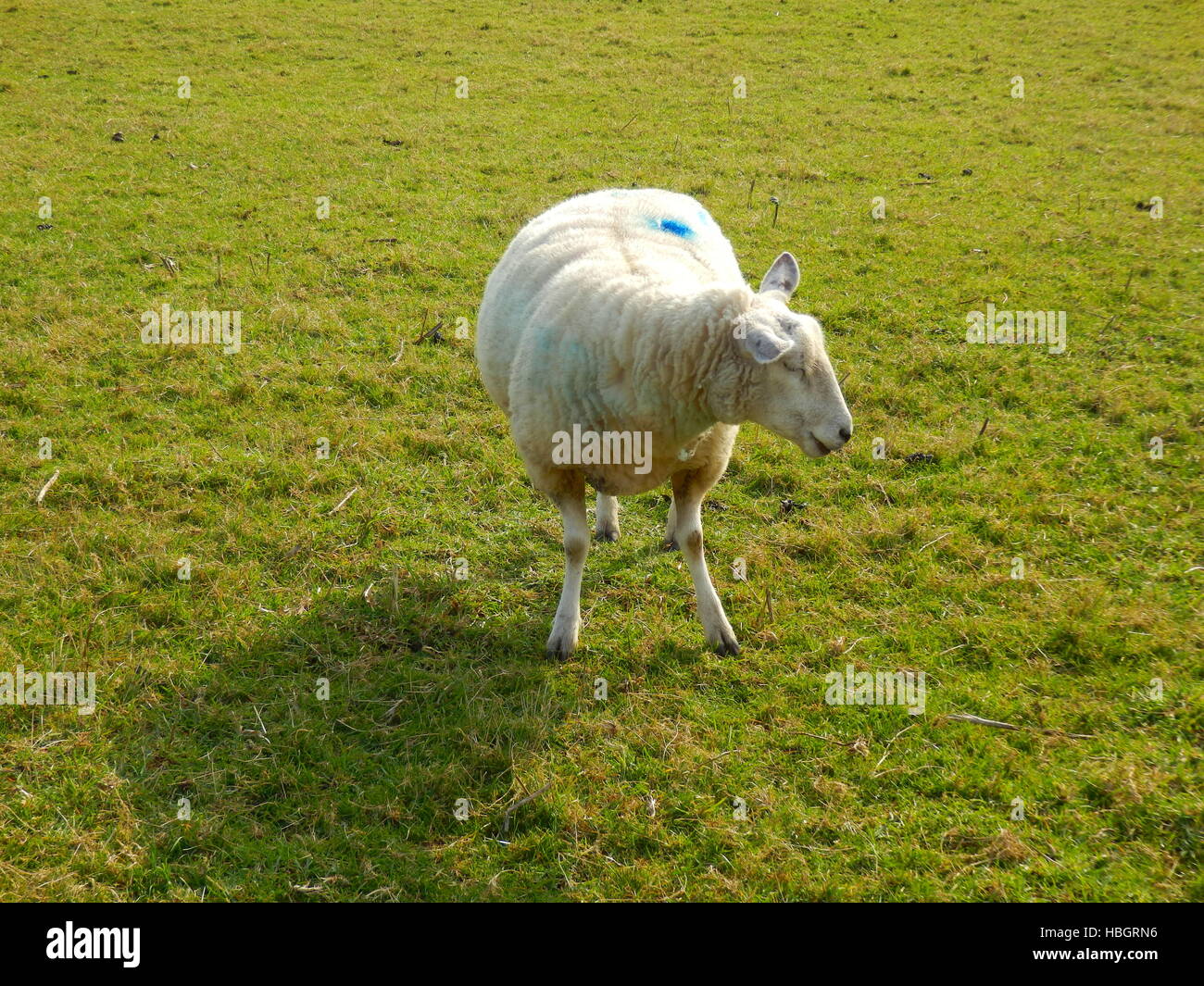 Pregnant sheep hi-res stock photography and images - Alamy