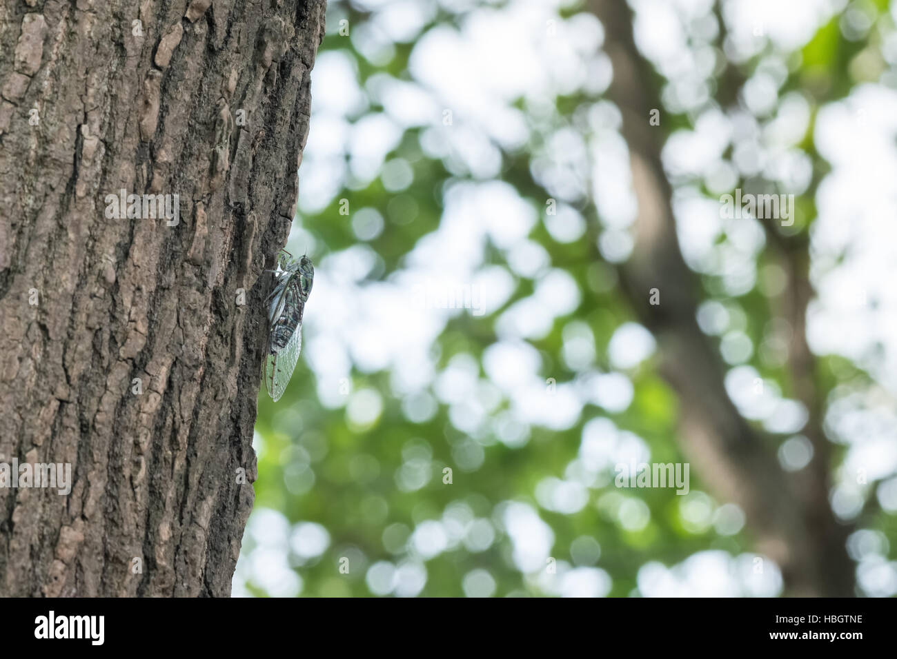 cicada holding in the tree Stock Photo