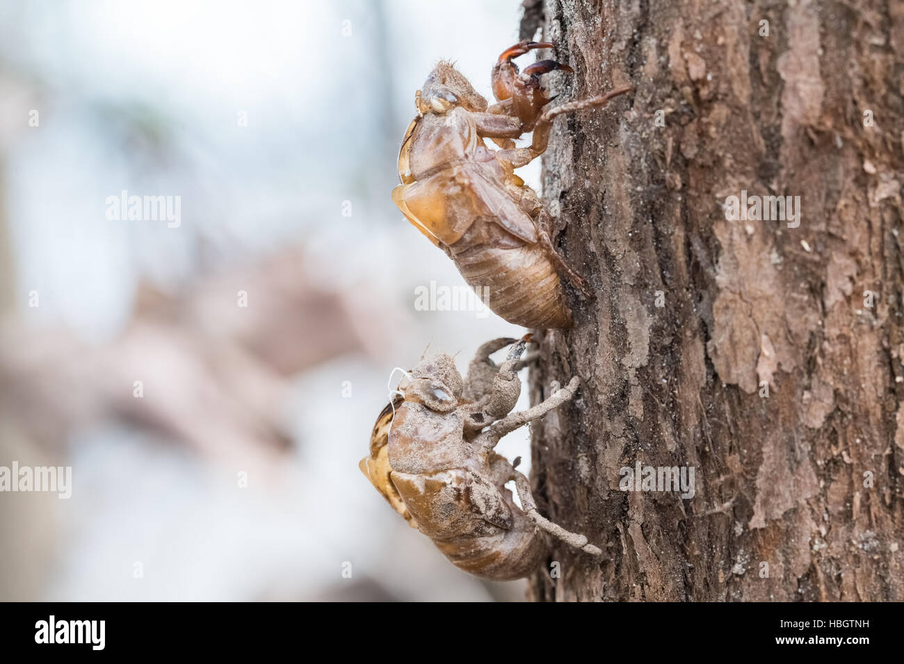 two cicada slough holding in the tree Stock Photo