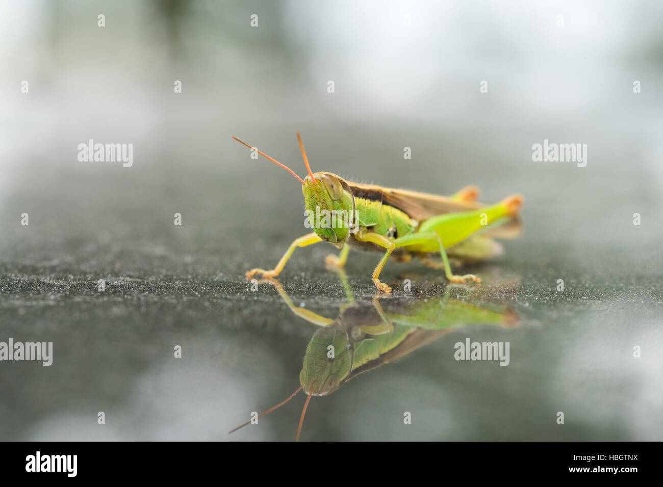 green grasshopper closeup Stock Photo