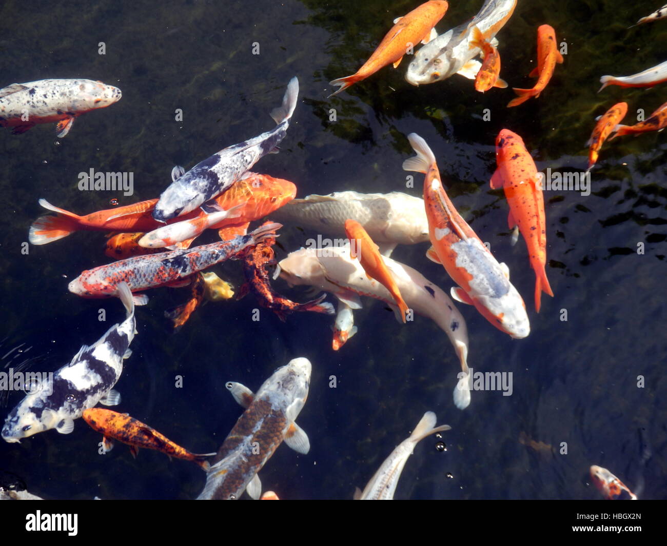Koi Carp Stock Photo Alamy