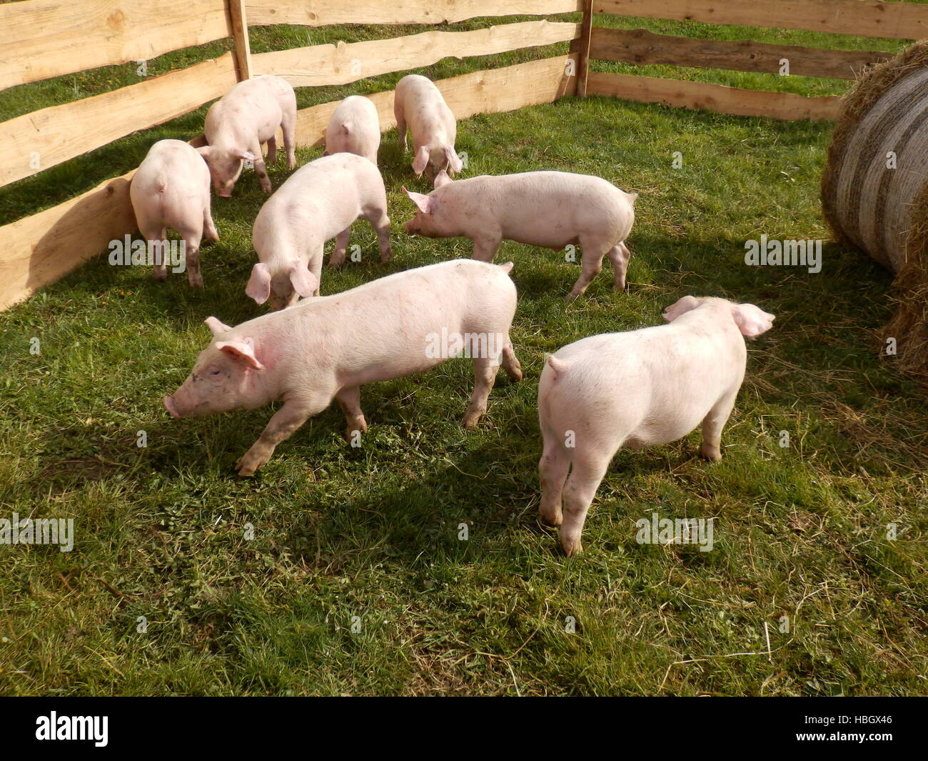 Litter of piglets Stock Photo Alamy