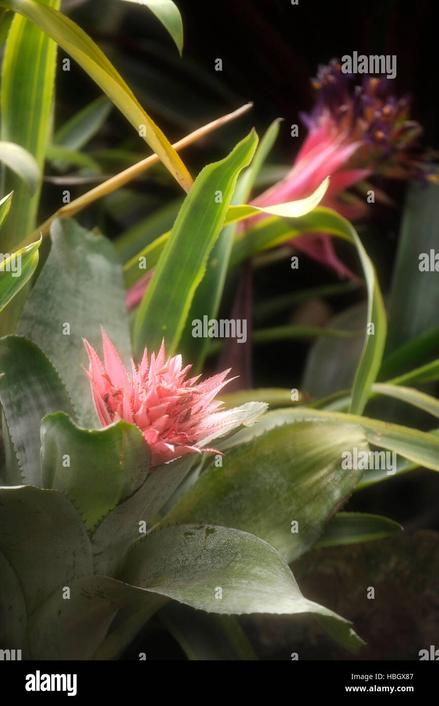 Closeup of Plant from jungle Achmea Primera Bromeliad. Amazonia, Ecuador Stock Photo