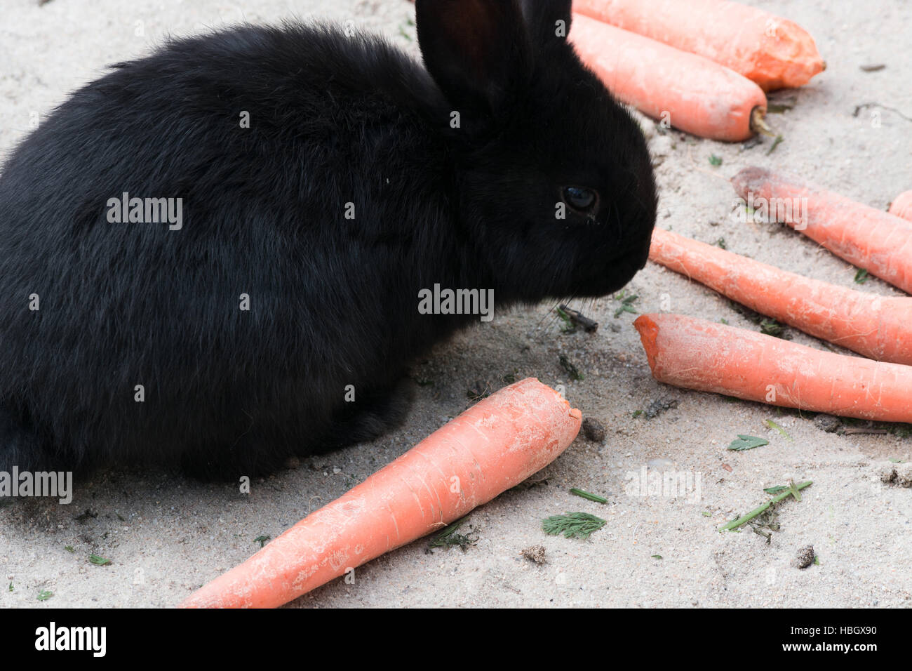 Black rabbits with a carrot Stock Photo Alamy