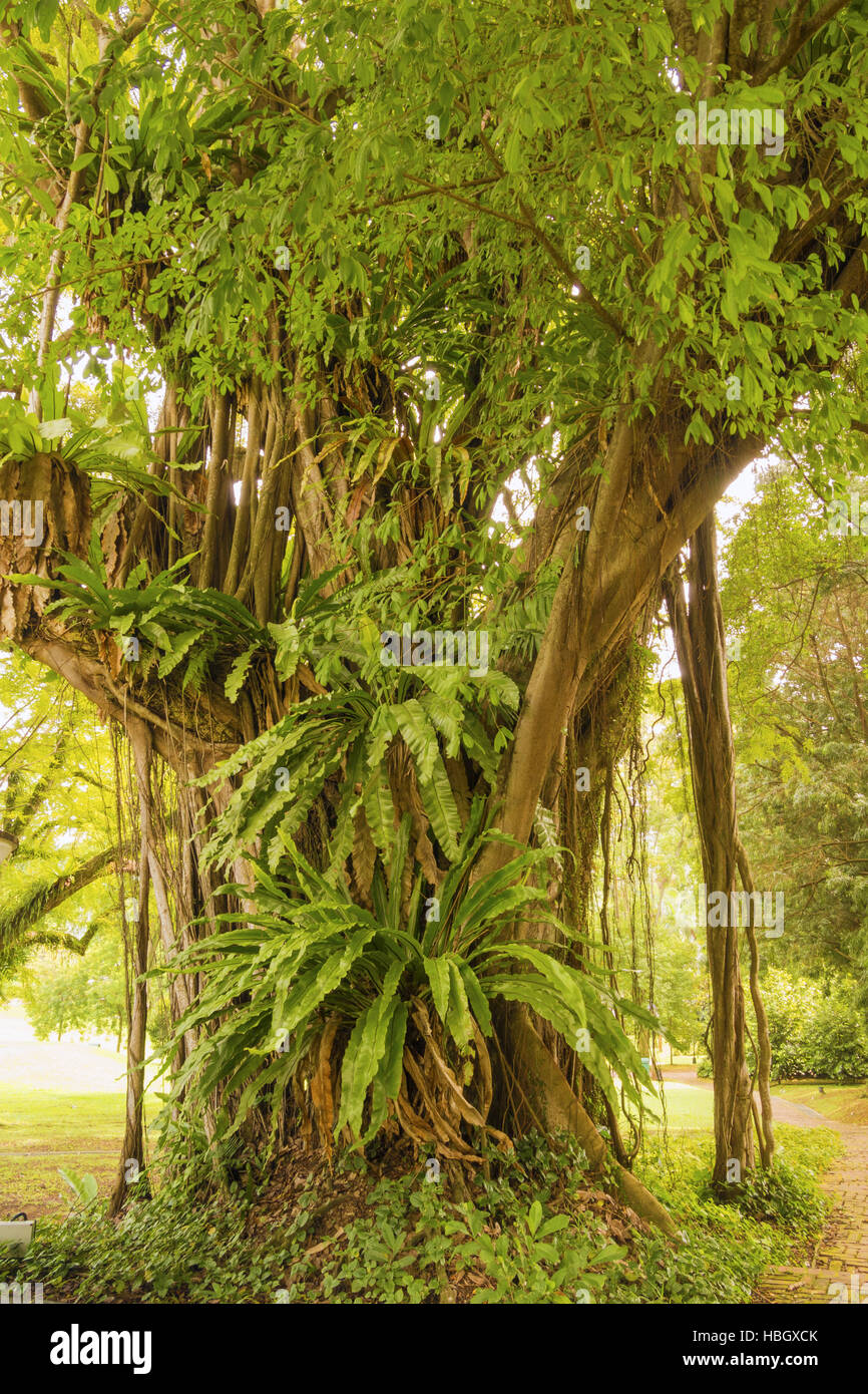 Flora tropical hi-res stock photography and images - Alamy