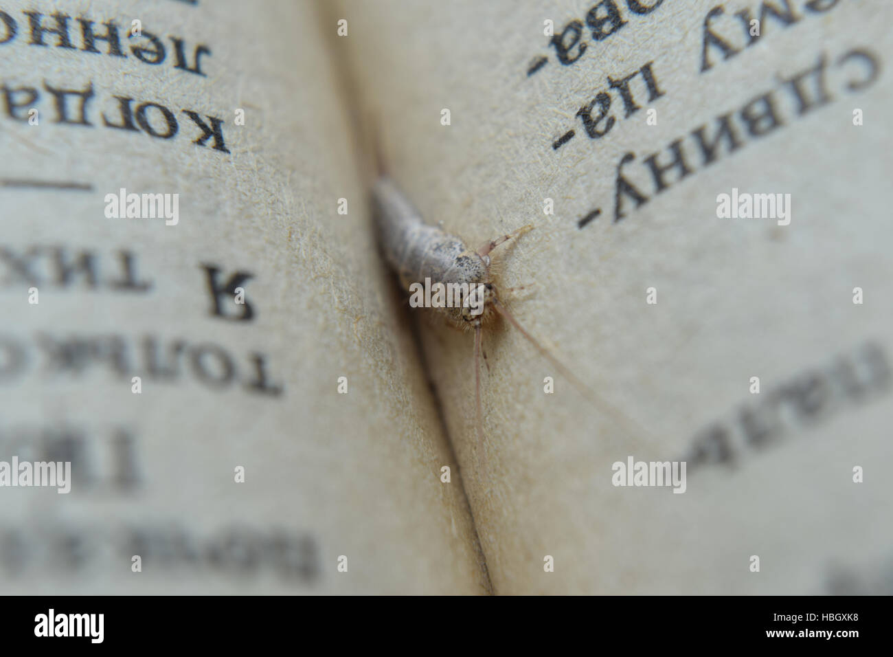 Insect feeding on paper - silverfish Stock Photo