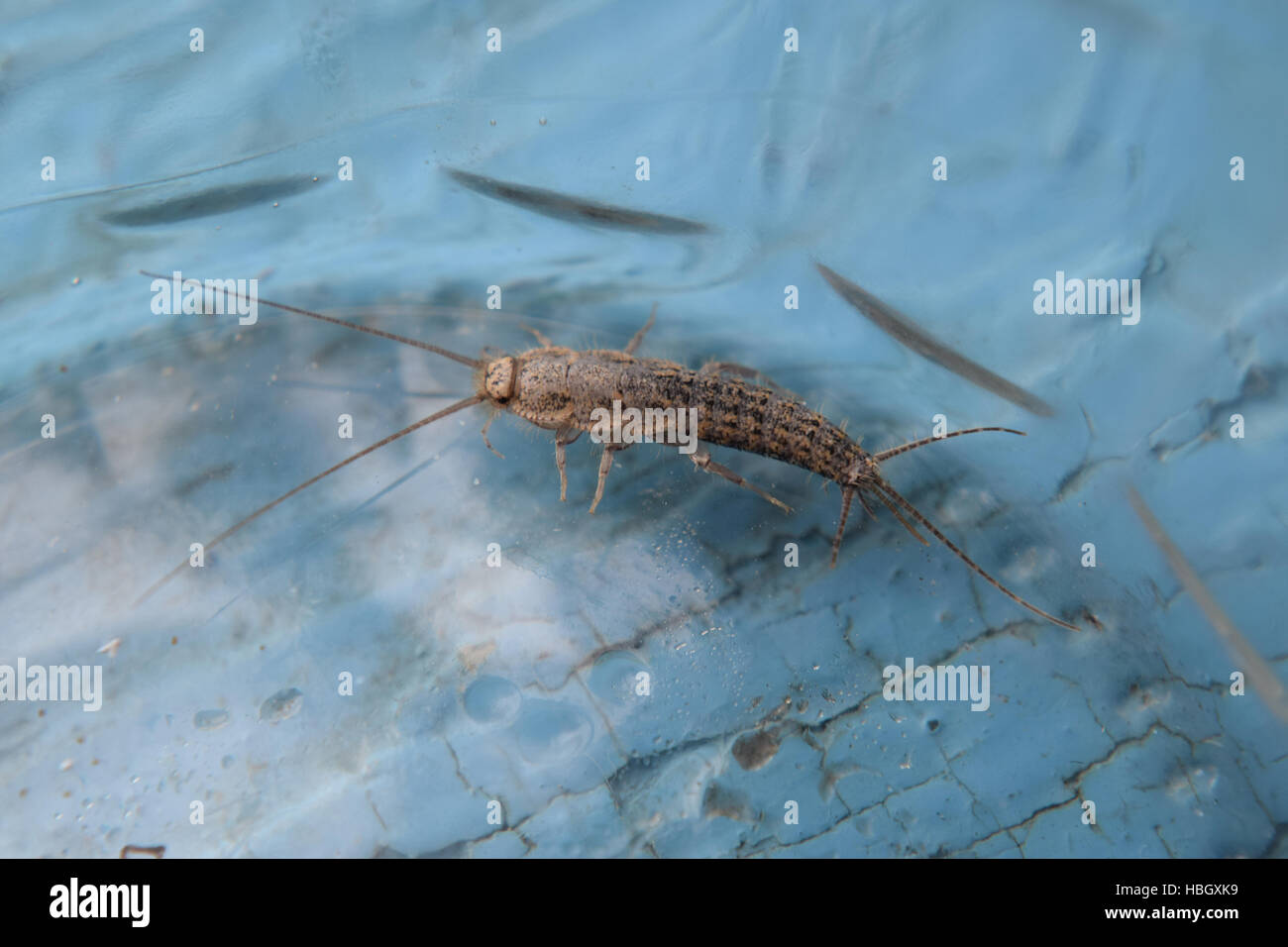 Insect feeding on paper - silverfish Stock Photo