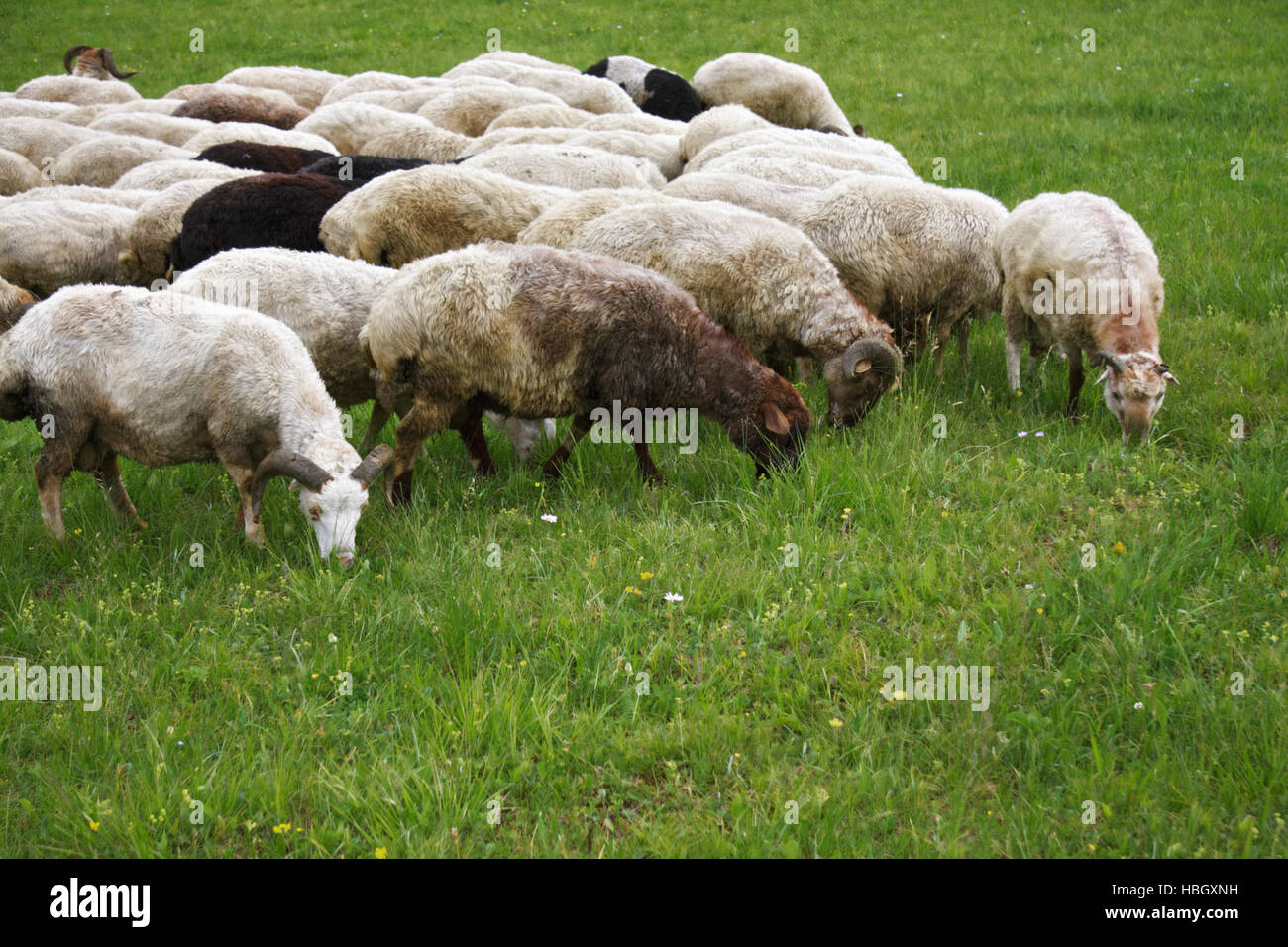 Sheeps on the grass Stock Photo